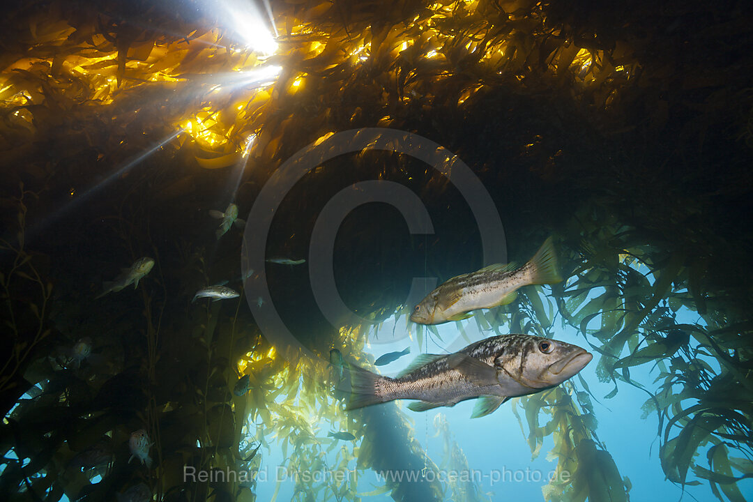 Kelp Bass Saegebarsch