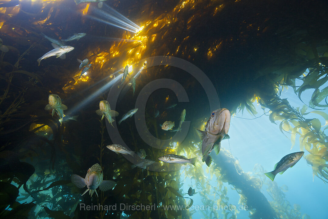 Kelp Bass Saegebarsch, Paralabrax clathratus, San Benito Island, Mexiko