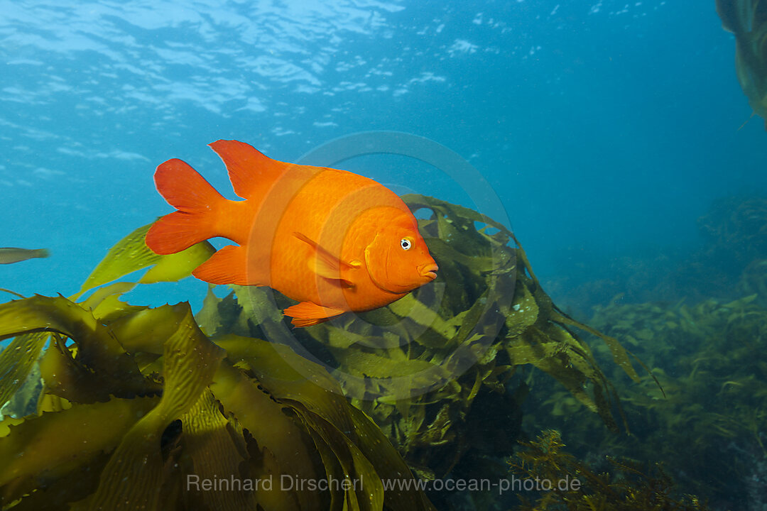 Garibaldifisch in Kelpwald, Hypsypops rubicundus, San Benito Island, Mexiko