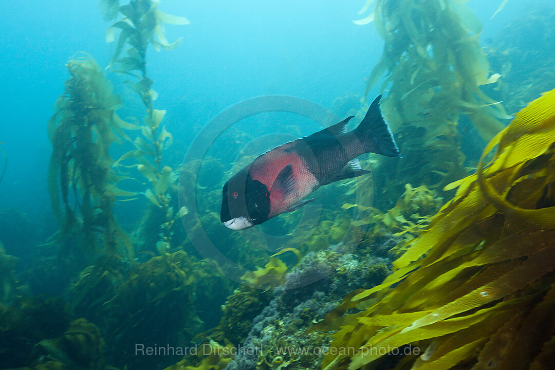 California Sheephead Wrasse