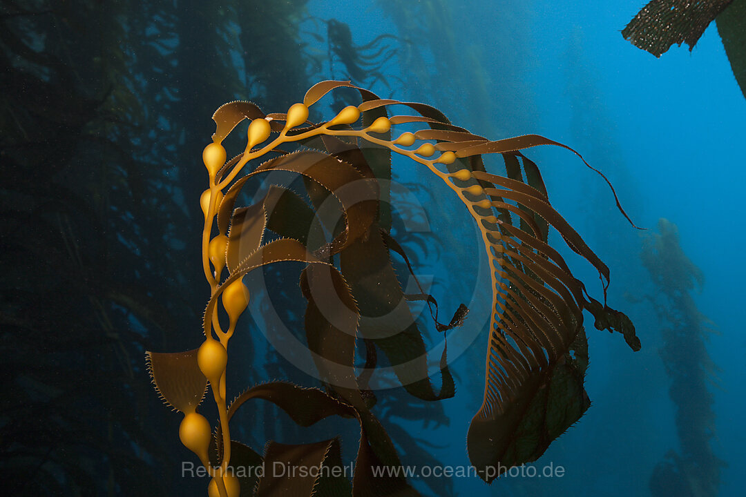 Kelpwald Riesentang