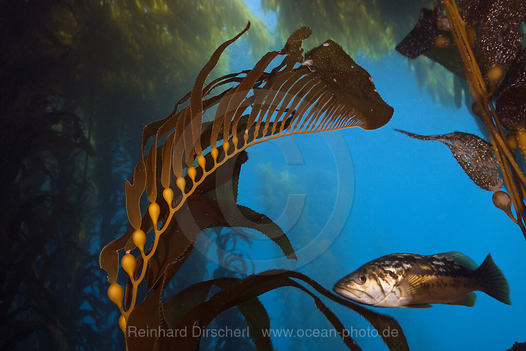Kelp Bass in Kelp Forest