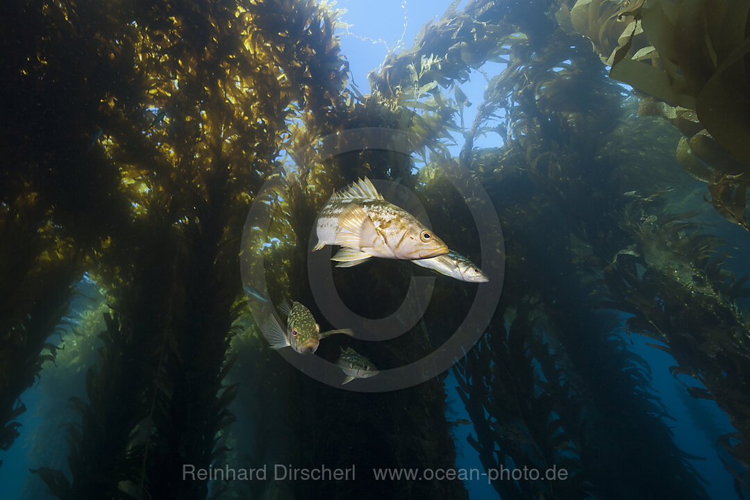 Kelp Bass Saegebarsch, Paralabrax clathratus, San Benito Island, Mexiko