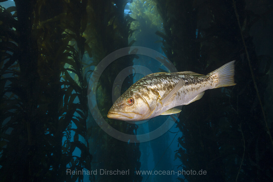 Kelp Bass in Kelp Forest