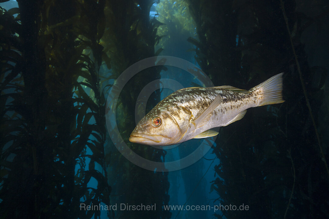 Kelp Bass Saegebarsch, Paralabrax clathratus, San Benito Island, Mexiko