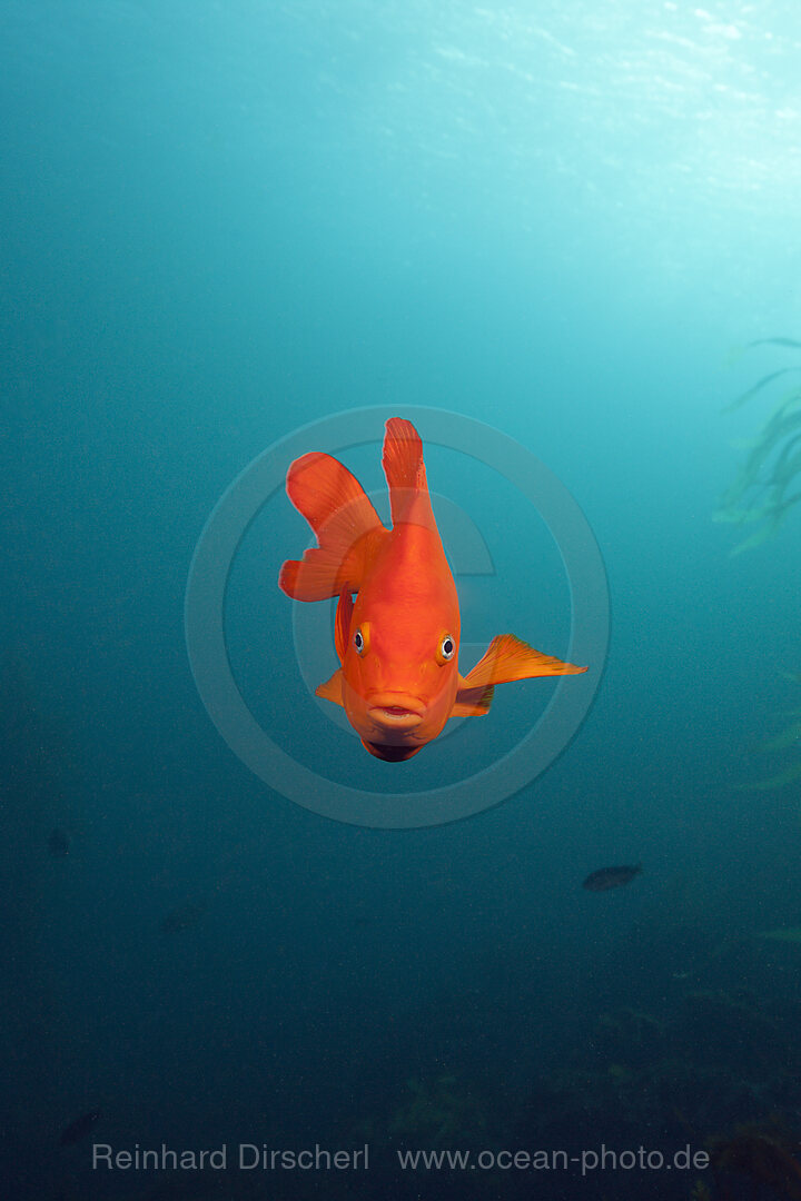 Garibaldifisch
