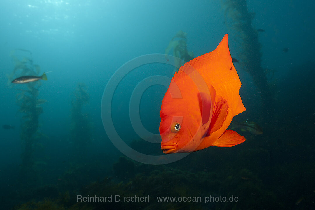 Garibaldifisch