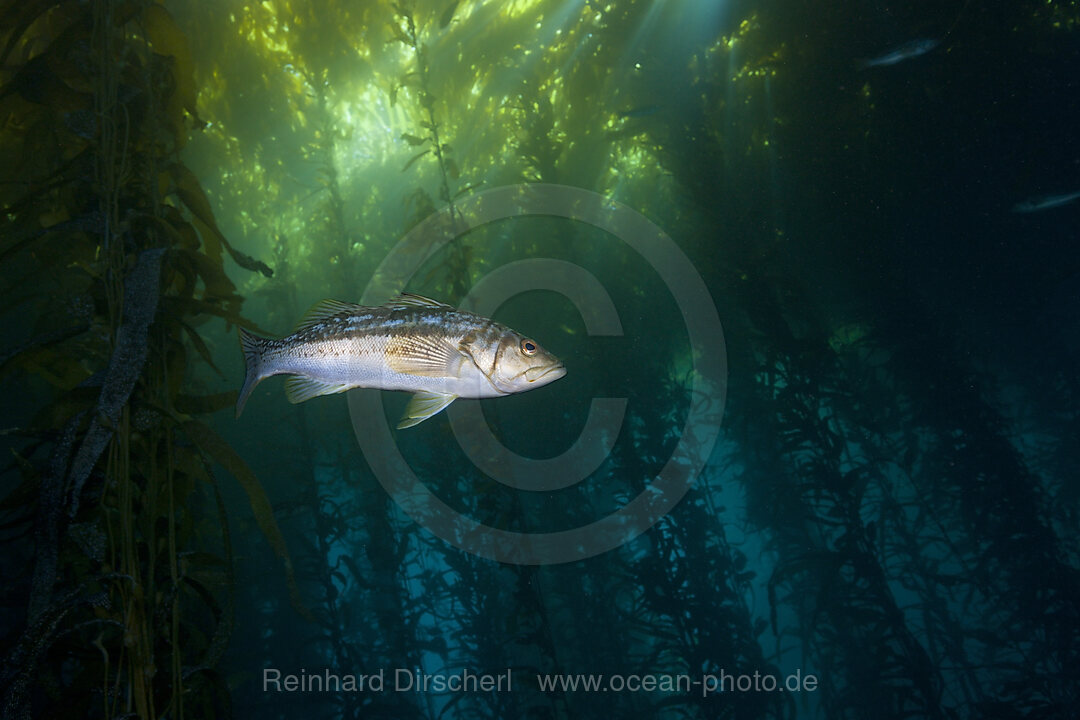 Kelp Bass Saegebarsch, Paralabrax clathratus, Cedros Island, Mexiko