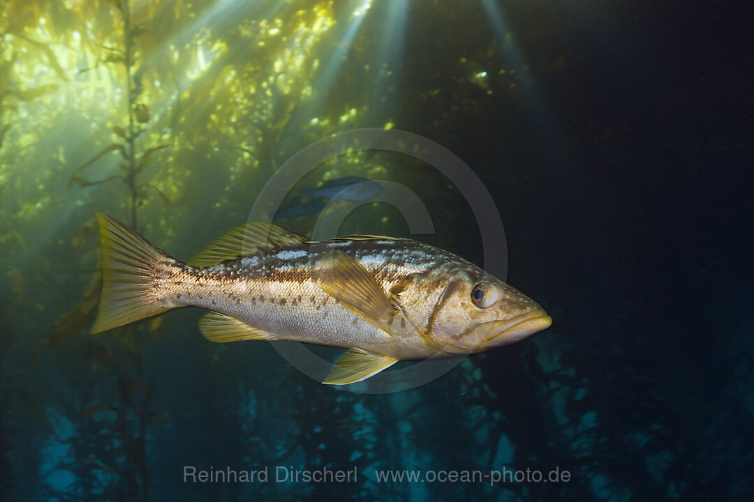 Kelp Bass Saegebarsch