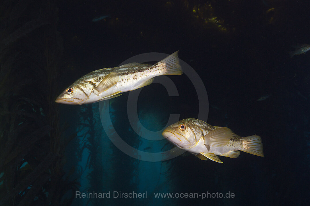Kelp Bass Saegebarsch