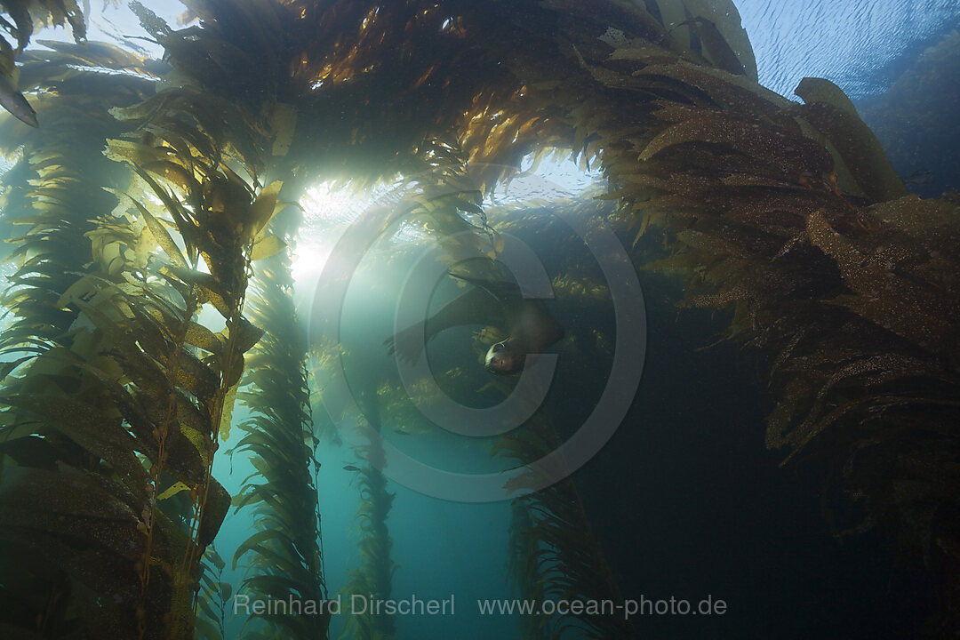 Kalifornischer Seeloewe in Kelpwald, Zalophus californianus, Cedros Island, Mexiko