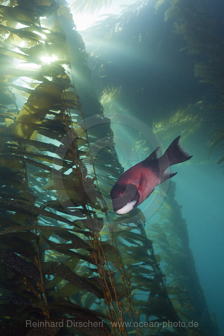 Kalifornischer Schweinslippfisch, Semicossyphus pulcher, Cedros Island, Mexiko