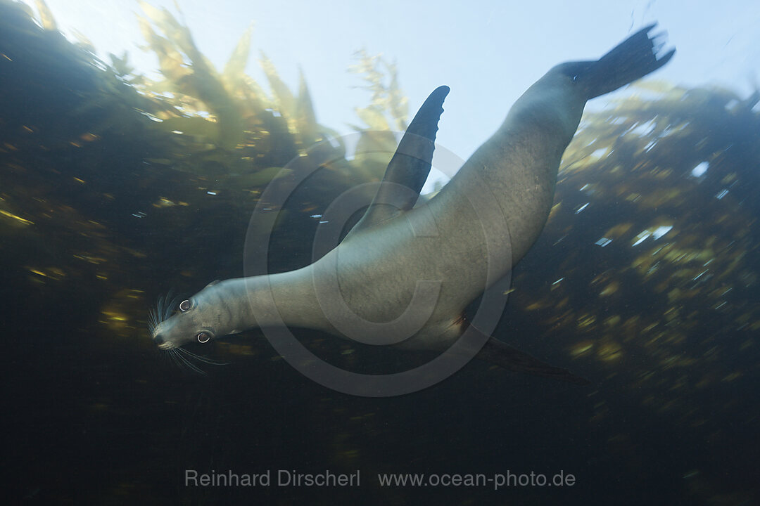 Kalifornischer Seeloewe, Zalophus californianus, Cedros Island, Mexiko