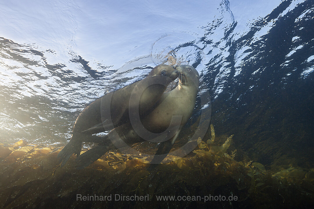 California Sea Lion, Zalophus californianus, Cedros Island, Mexico