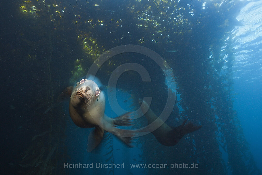 California Sea Lion, Zalophus californianus, Cedros Island, Mexico