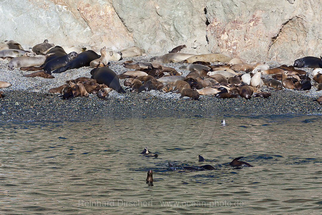 Kolonie mit Seeloewen, Seebaeren und See-Elefanten, Zalophus californianus, Mirounga angustirostris, Arctocephalus townsendi, Cedros Island, Mexiko