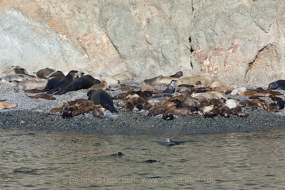 Kolonie mit Seeloewen, Seebaeren und See-Elefanten, Zalophus californianus, Mirounga angustirostris, Arctocephalus townsendi, Cedros Island, Mexiko