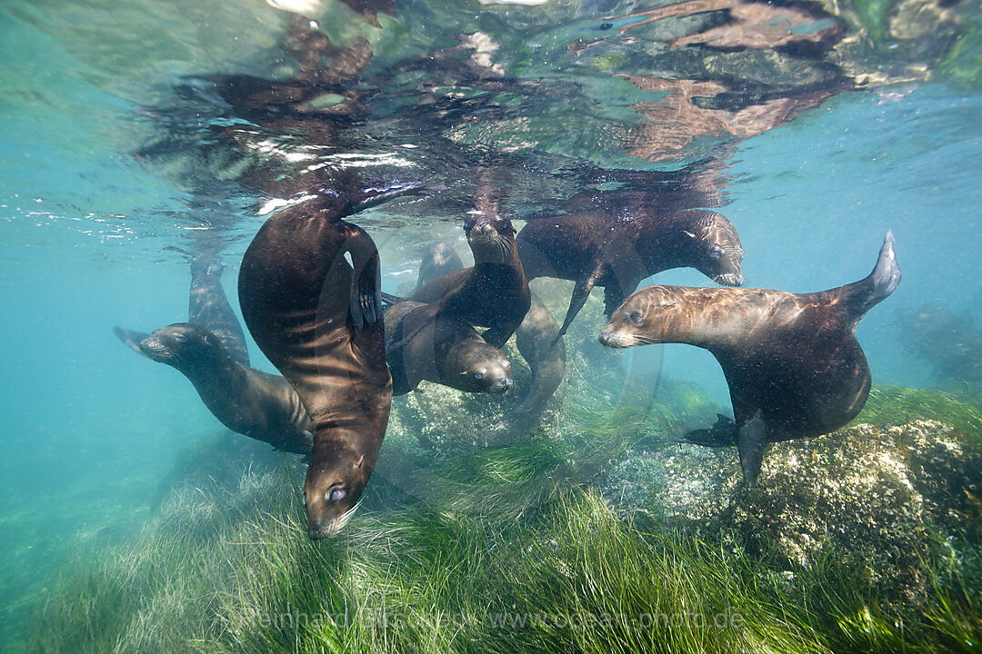 Kalifornische Seeloewen, Zalophus californianus, Cedros Island, Mexiko