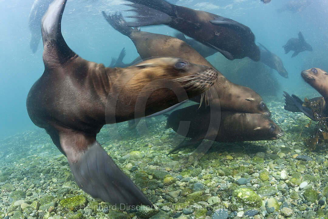 California Sea Lion, Zalophus californianus, Cedros Island, Mexico