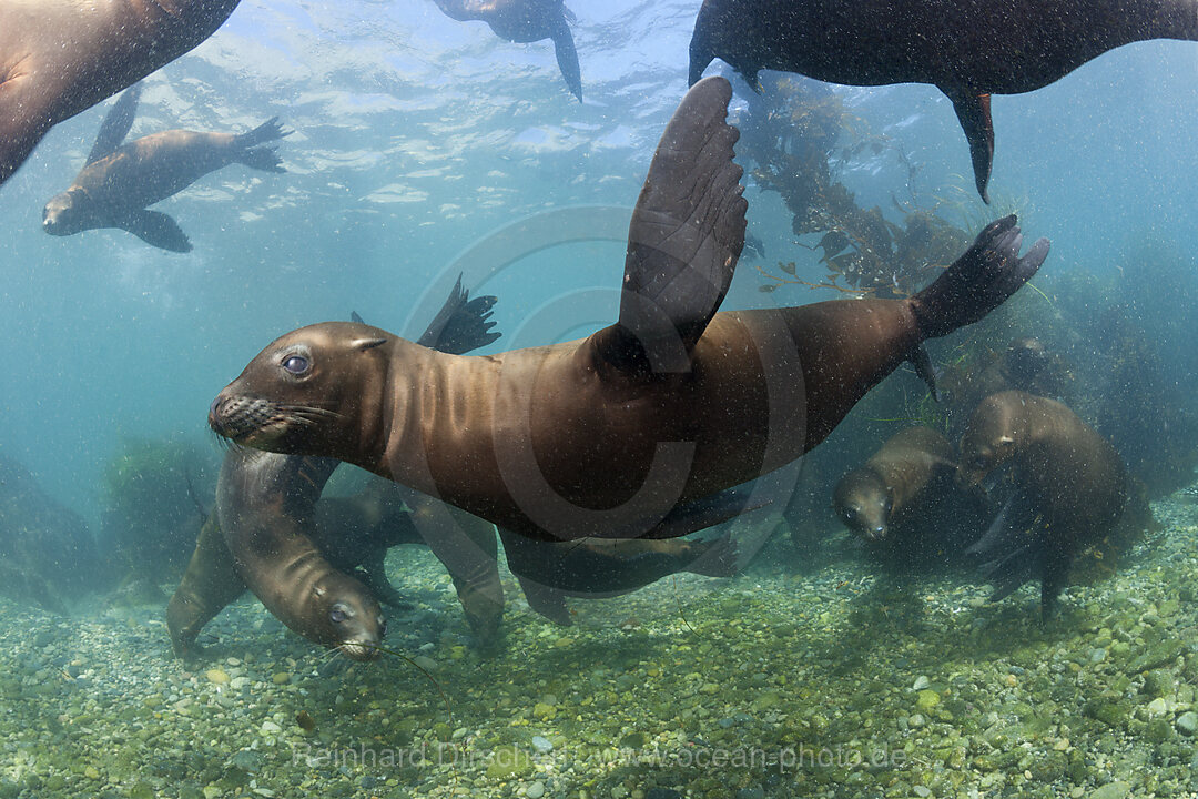 Kalifornische Seeloewen, Zalophus californianus, Cedros Island, Mexiko