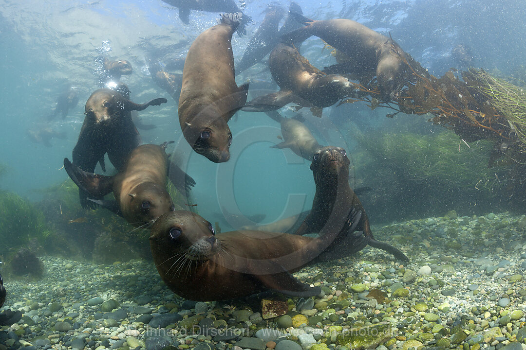 California Sea Lion, Zalophus californianus, Cedros Island, Mexico