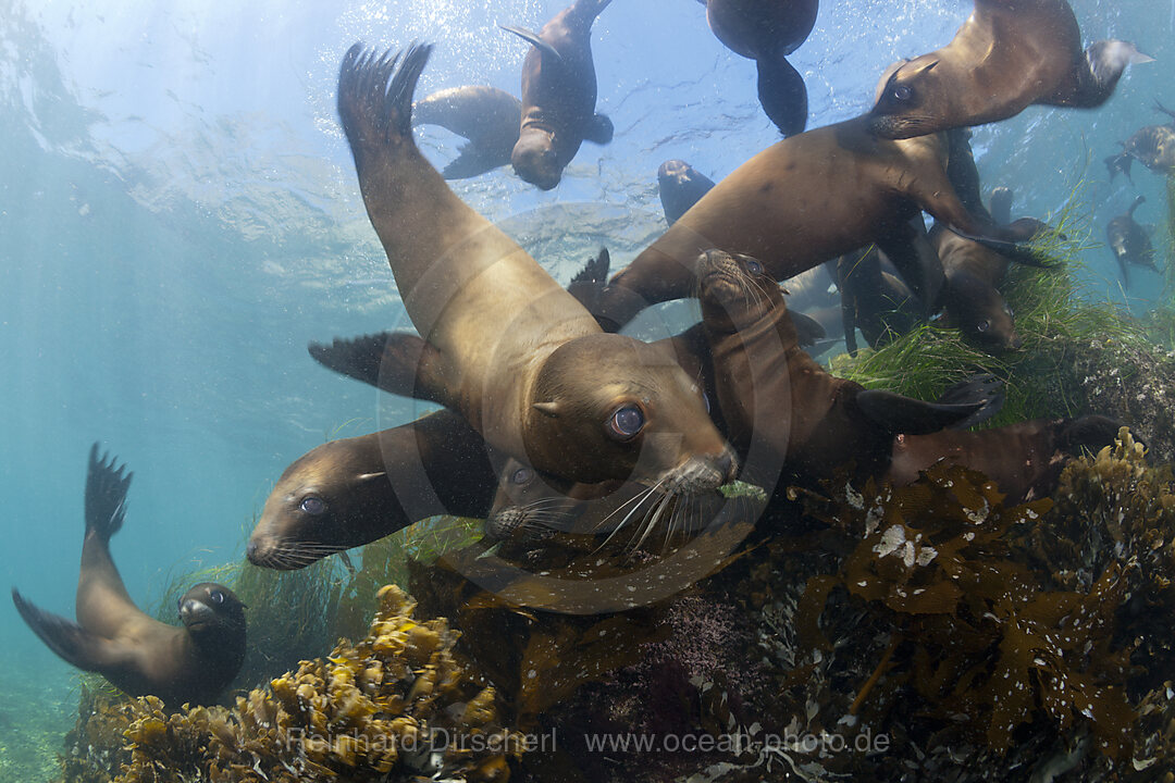 California Sea Lion