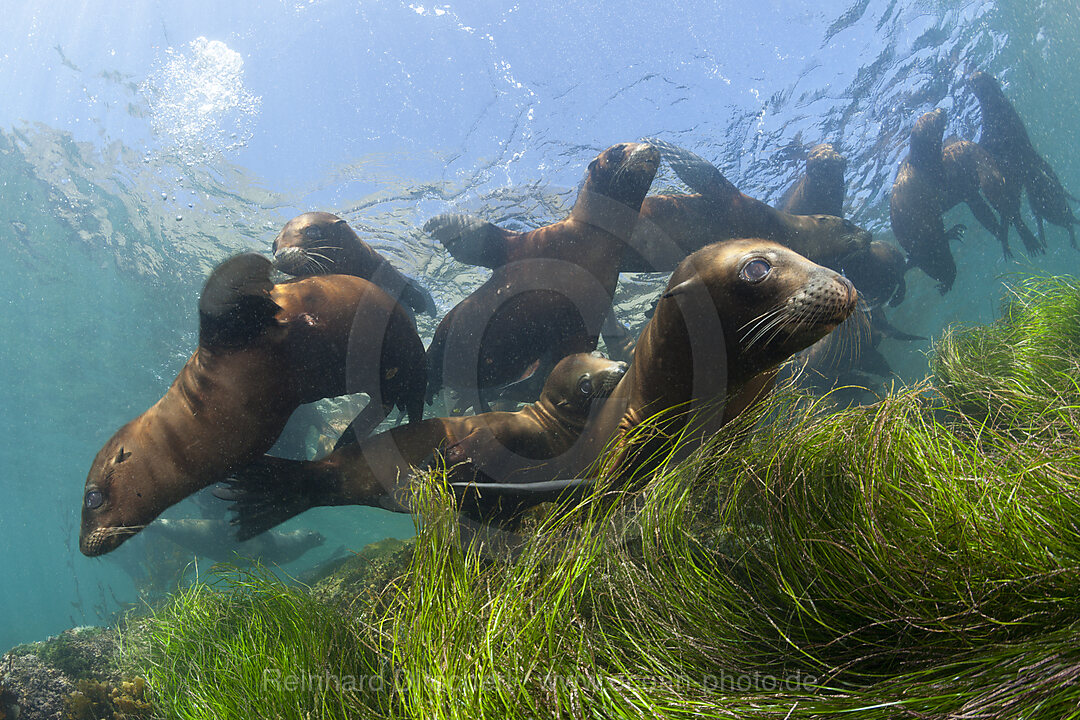 Kalifornische Seeloewen, Zalophus californianus, Cedros Island, Mexiko