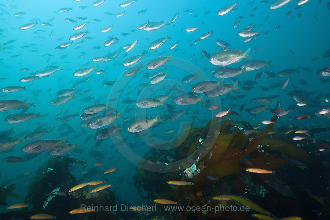 Schwarm Schwalbenschwanz-Riffbarsche, Chromis punctipinnis, San Martin Island, Mexiko