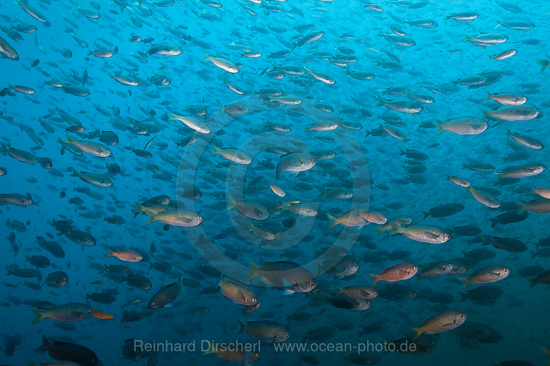 Schwarm Schwalbenschwanz-Riffbarsche, Chromis punctipinnis, San Martin Island, Mexiko