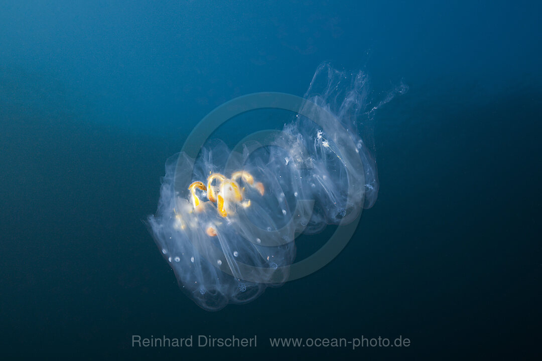 Salpen Kolonie, Salpa sp., Guadalupe Island, Mexiko