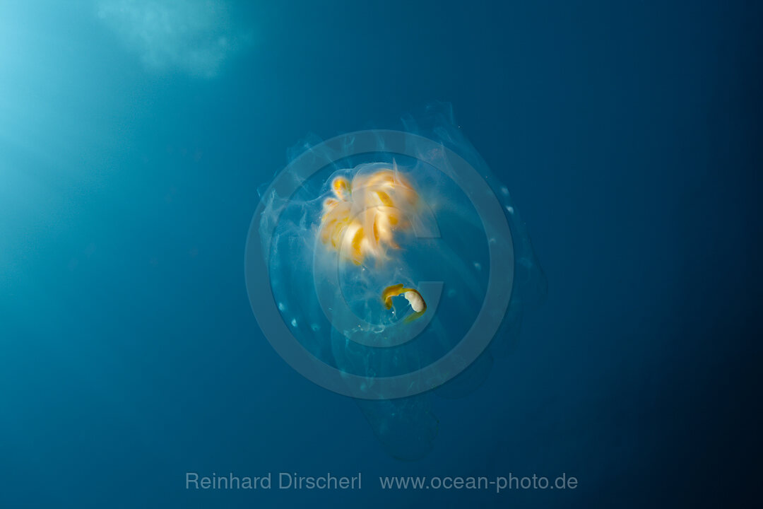 Salpen Kolonie, Salpa sp., Guadalupe Island, Mexiko