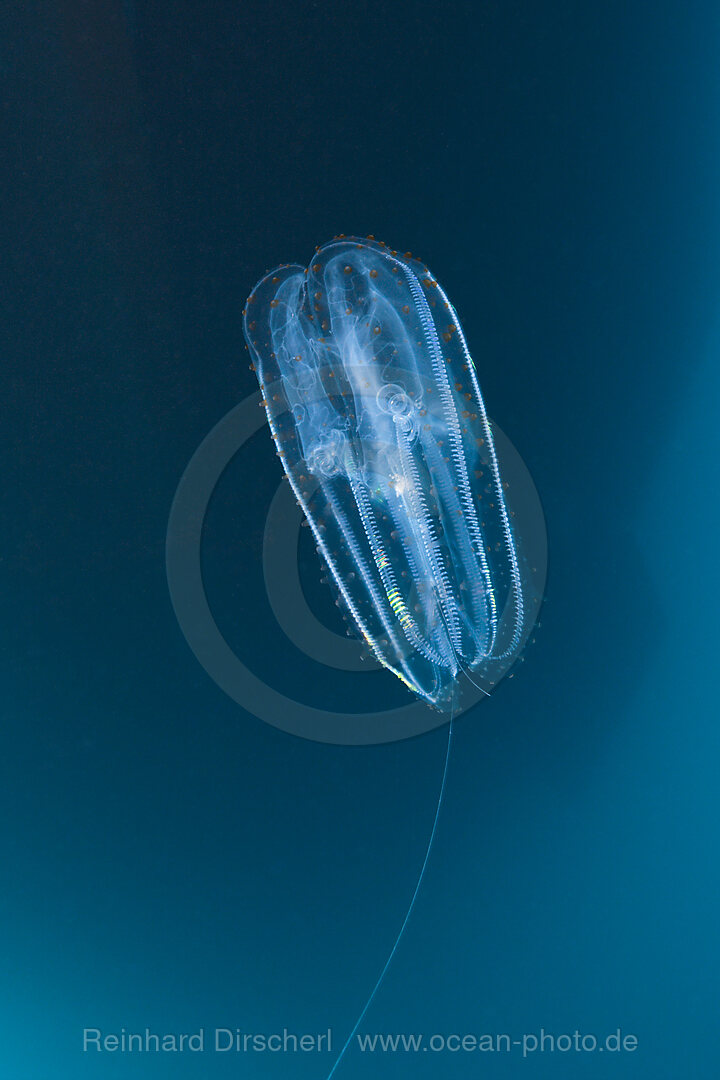 Irisierende Rippenqualle, Ctenphora, Guadalupe Island, Mexiko