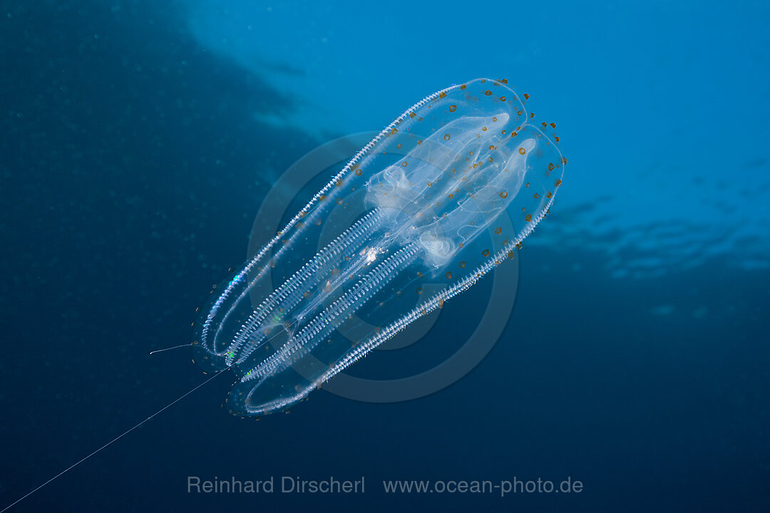 Irisierende Rippenqualle, Ctenphora, Guadalupe Island, Mexiko