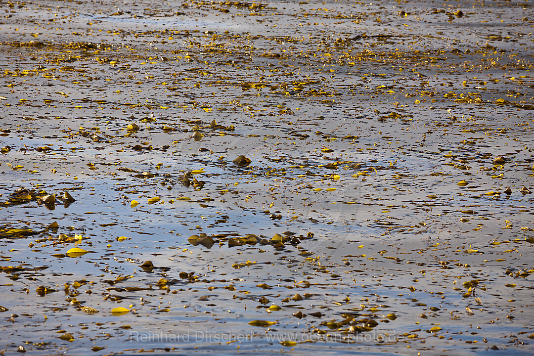 Kelp vor Cedros, Macrocystis pyrifera, Cedros Island, Mexiko