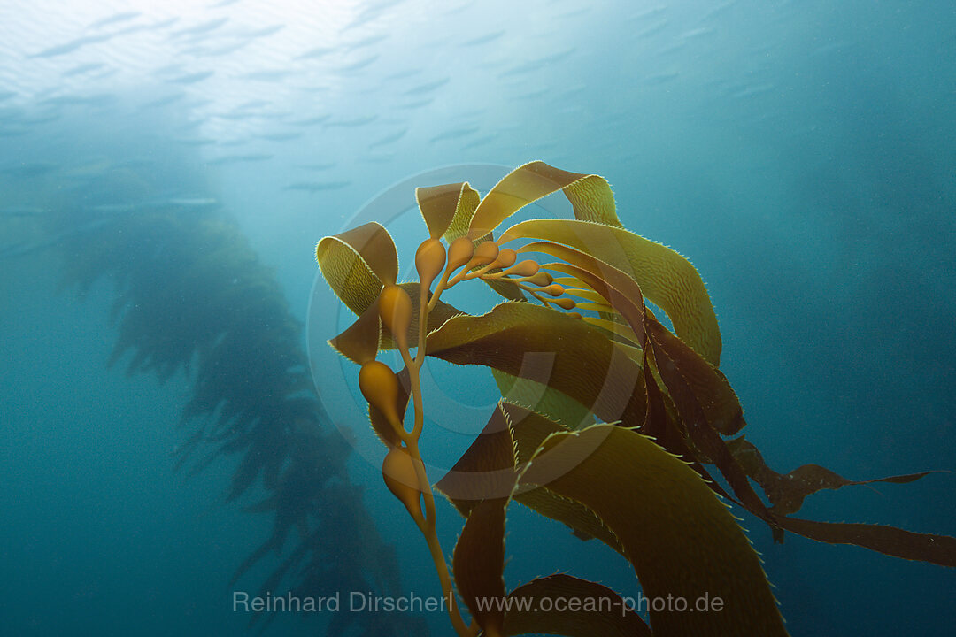 Kelpwald Riesentang, Macrocystis pyrifera, San Benito Island, Mexiko