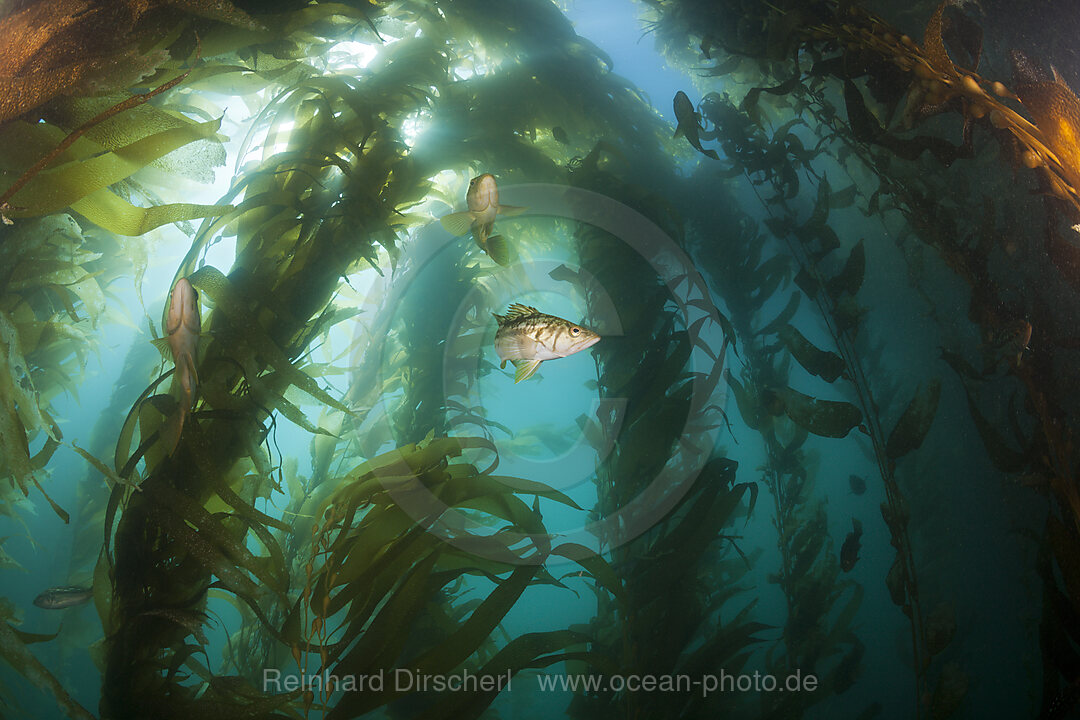 Kelp Bass Saegebarsch, Paralabrax clathratus, San Benito Island, Mexiko