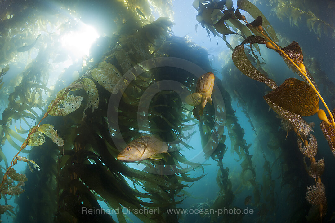 Kelp Bass Saegebarsch, Paralabrax clathratus, San Benito Island, Mexiko