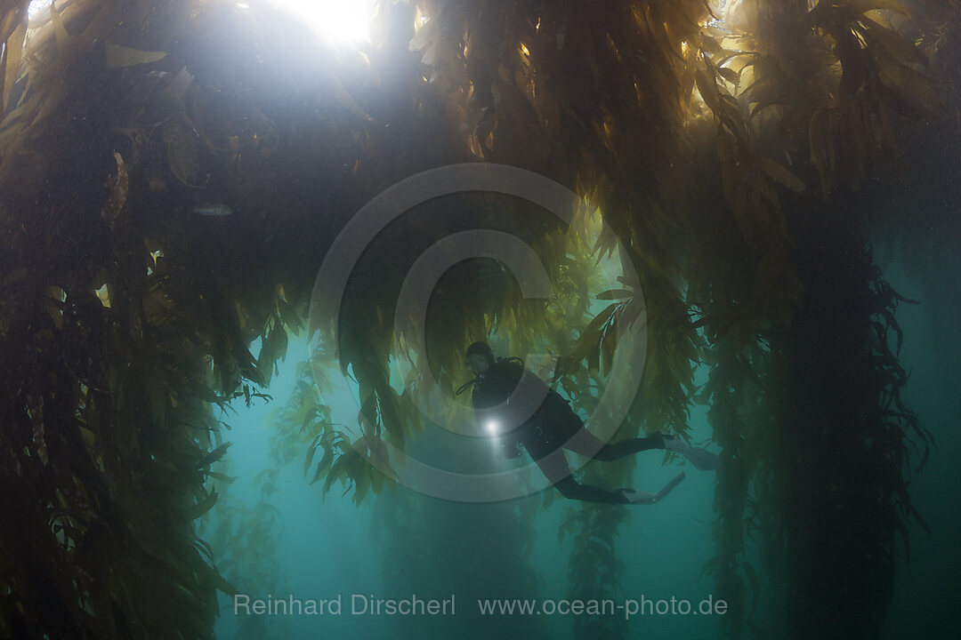 Tauchen in Kelpwald, Macrocystis pyrifera, San Benito Island, Mexiko