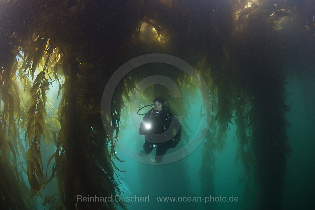 Scuba Diving in Kelp Forest, Macrocystis pyrifera, San Benito Island, Mexico