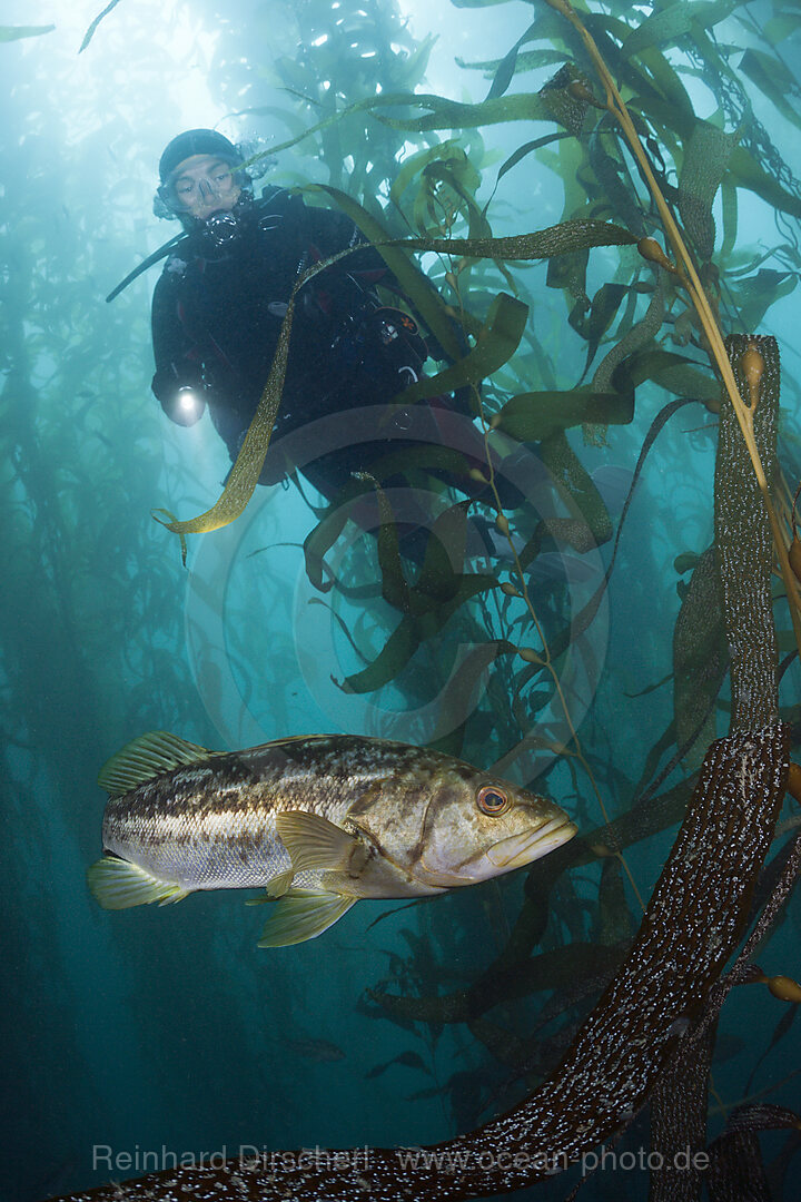 Taucher und Kelp Bass Saegebarsch, Paralabrax clathratus, San Benito Island, Mexiko