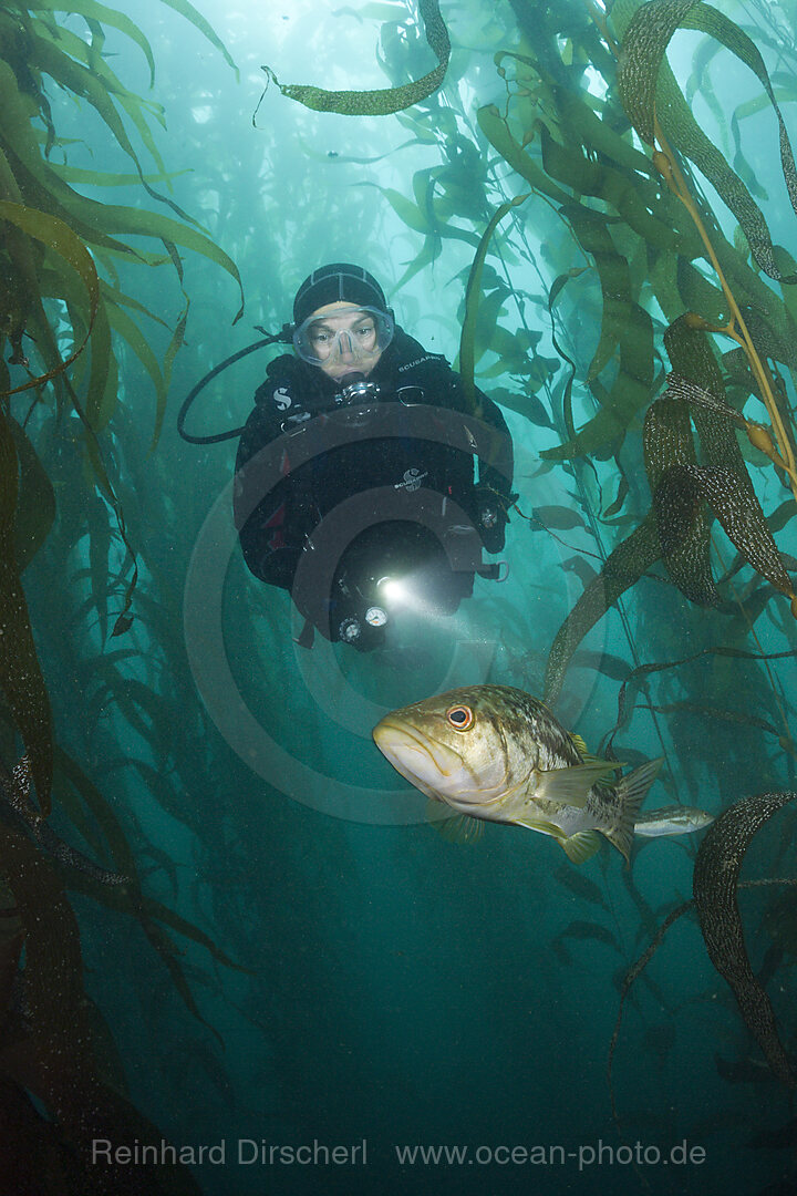 Taucher und Kelp Bass Saegebarsch, Paralabrax clathratus, San Benito Island, Mexiko