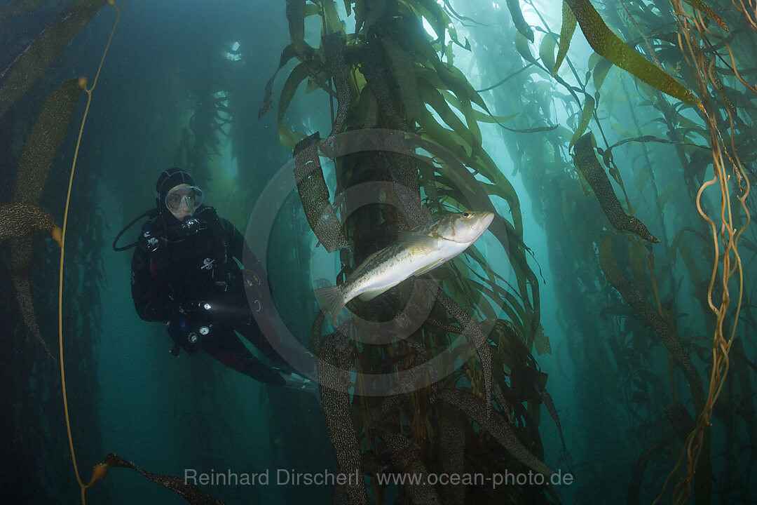 Taucher und Kelp Bass Saegebarsch, Paralabrax clathratus, San Benito Island, Mexiko