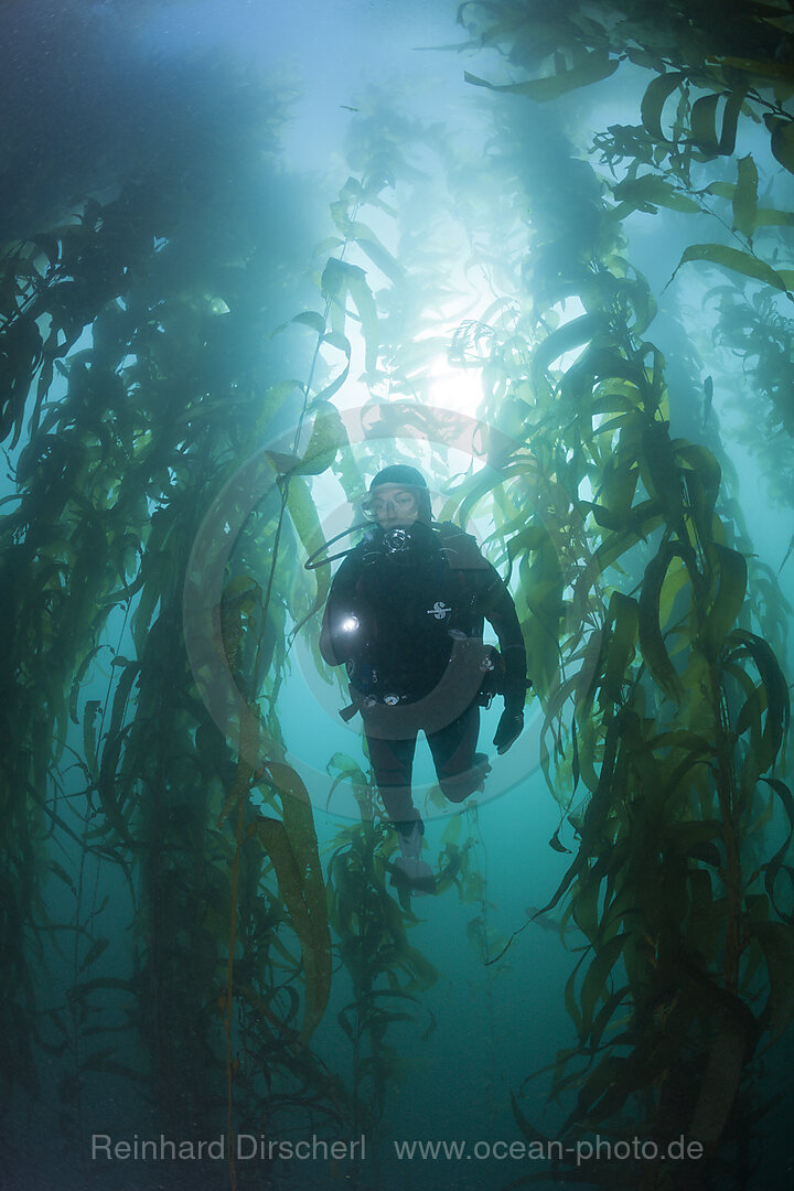 Scuba Diving in Kelp Forest