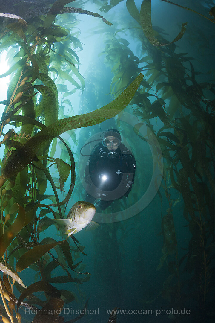 Taucher und Kelp Bass Saegebarsch, Paralabrax clathratus, San Benito Island, Mexiko