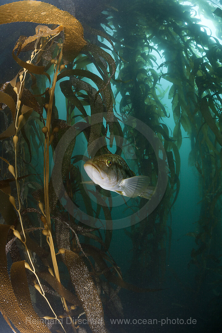 Kelp Bass Saegebarsch