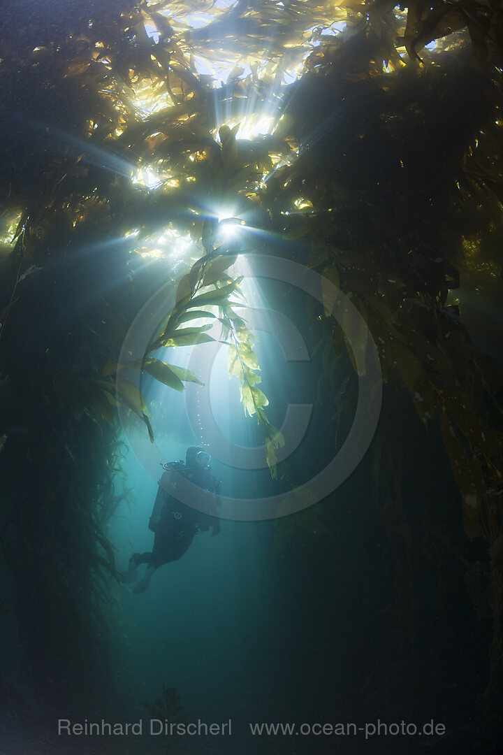 Tauchen in Kelpwald, Macrocystis pyrifera, San Benito Island, Mexiko