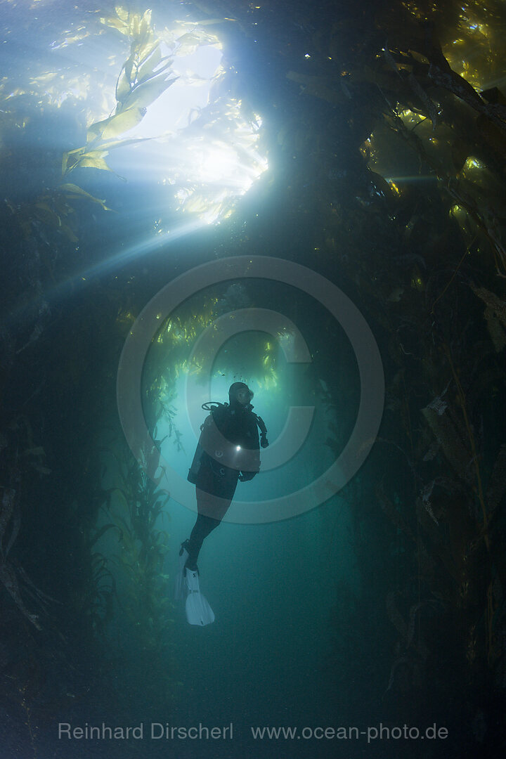 Scuba Diving in Kelp Forest, Macrocystis pyrifera, San Benito Island, Mexico