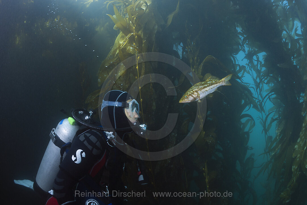 Taucher und Kelp Bass Saegebarsch, Paralabrax clathratus, San Benito Island, Mexiko