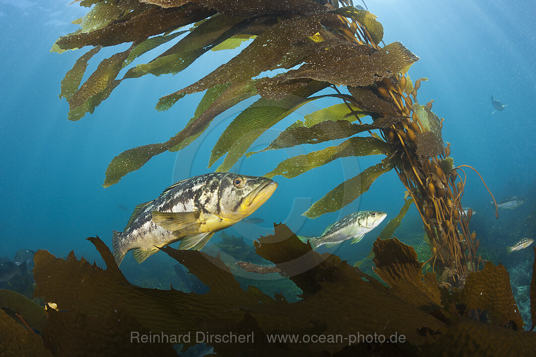 Kelp Bass Saegebarsch, Paralabrax clathratus, San Benito Island, Mexiko