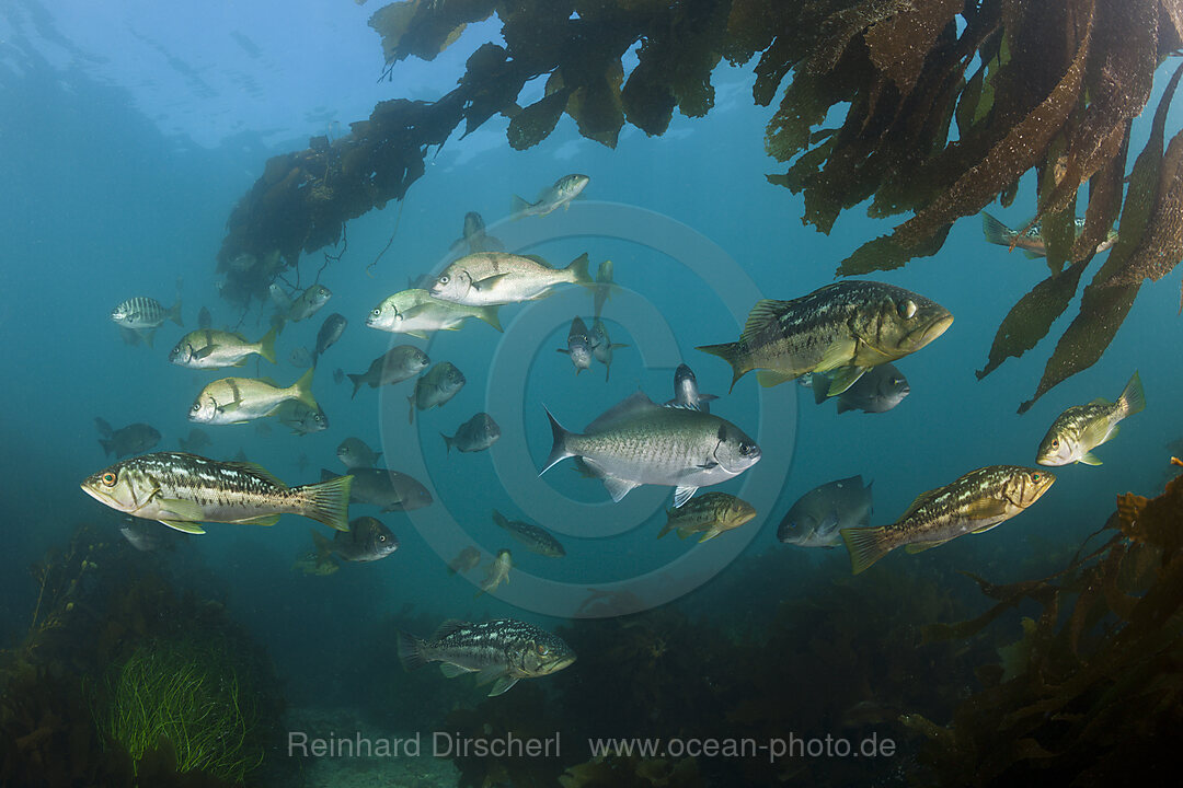 Kelp Bass Saegebarsch, Paralabrax clathratus, San Benito Island, Mexiko